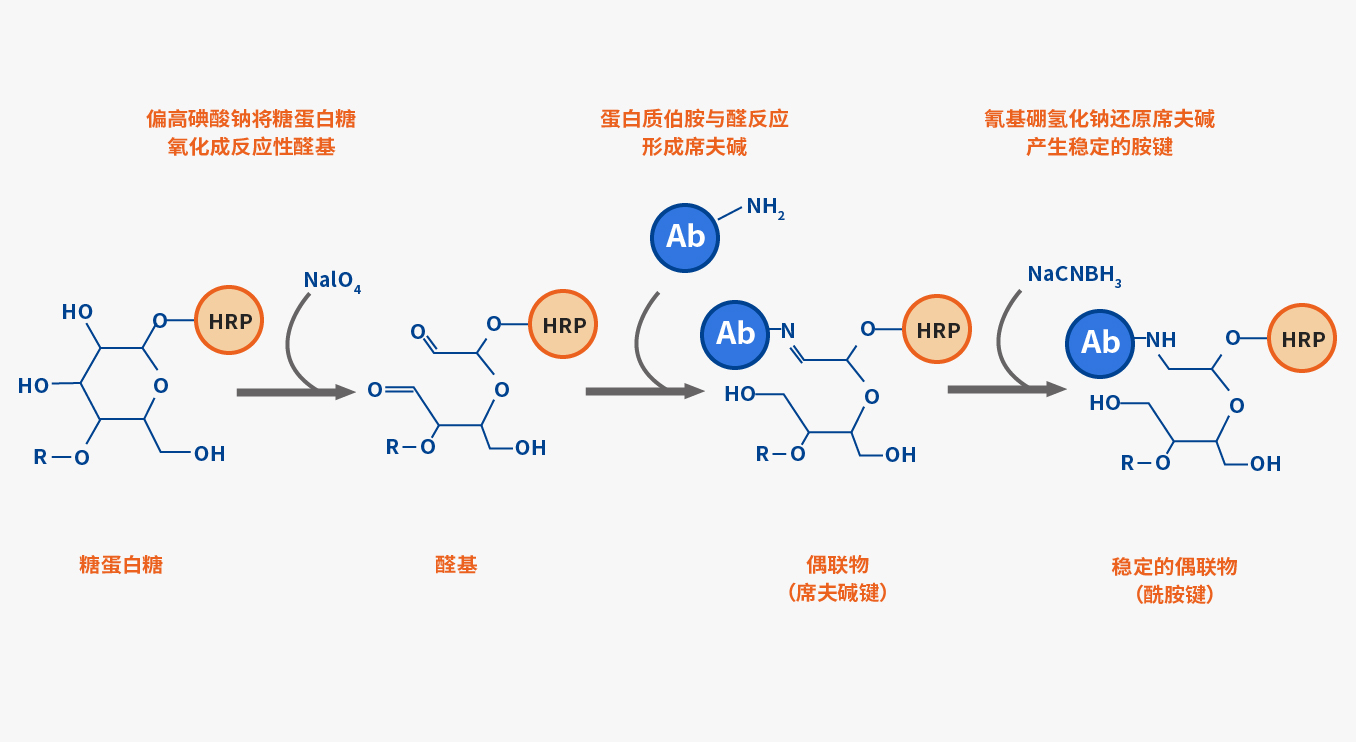 辣根過(guò)氧化物酶標(biāo)記服務(wù)案例圖.jpg